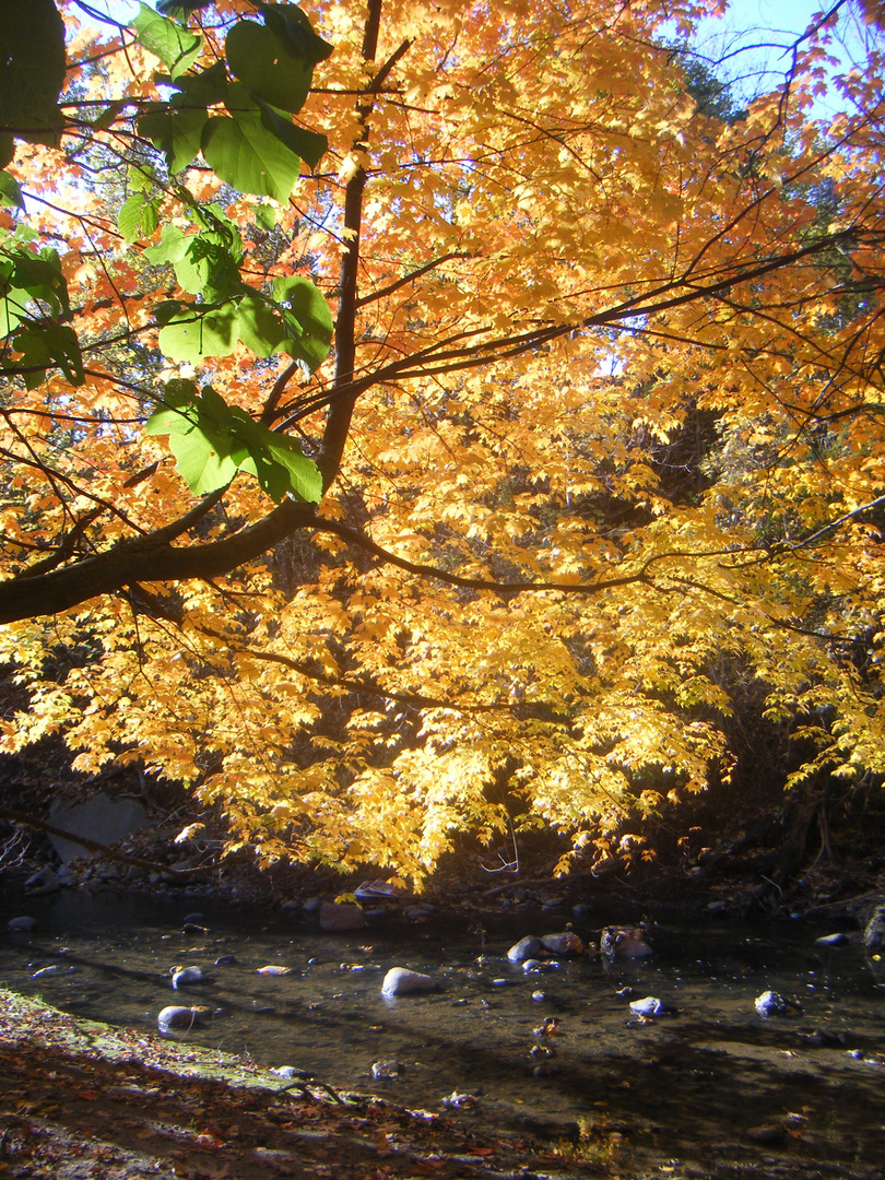 Eco Valley Park, Toronto