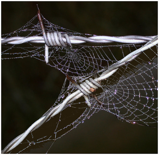 ecology of metals