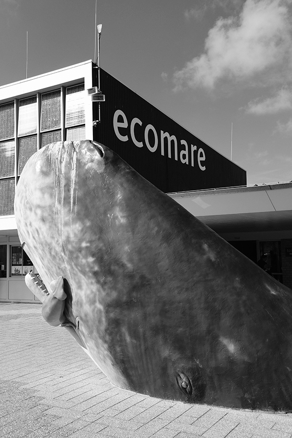 ecomare