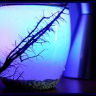 EcoSphere