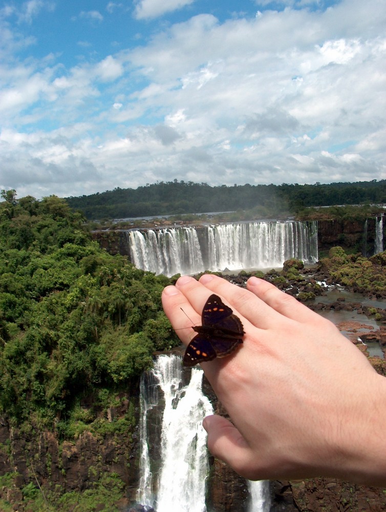 Ecosystème à Iguazu (Brésil)