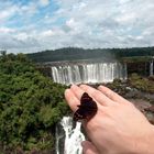 Ecosystème à Iguazu (Brésil)