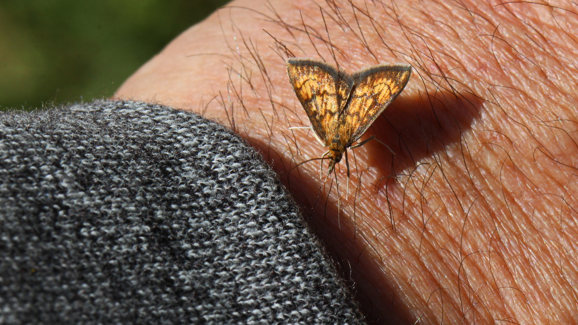 Ecpyrrhorrhoe rubiginalis