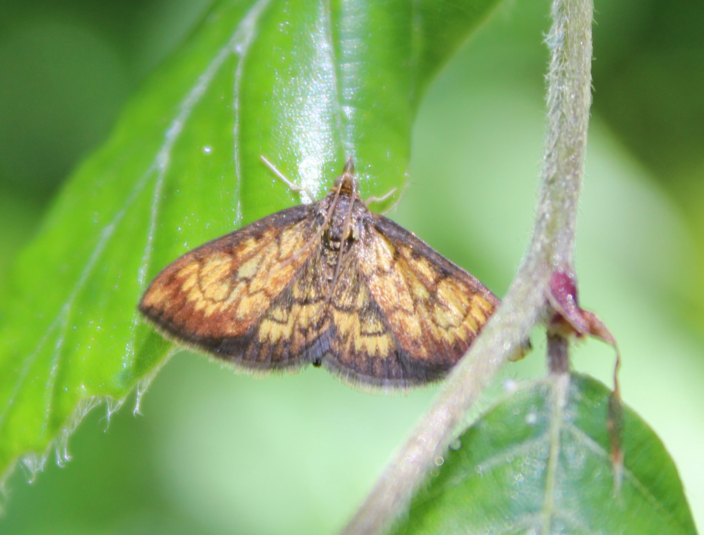  Ecpyrrhorroe rubiginalis 