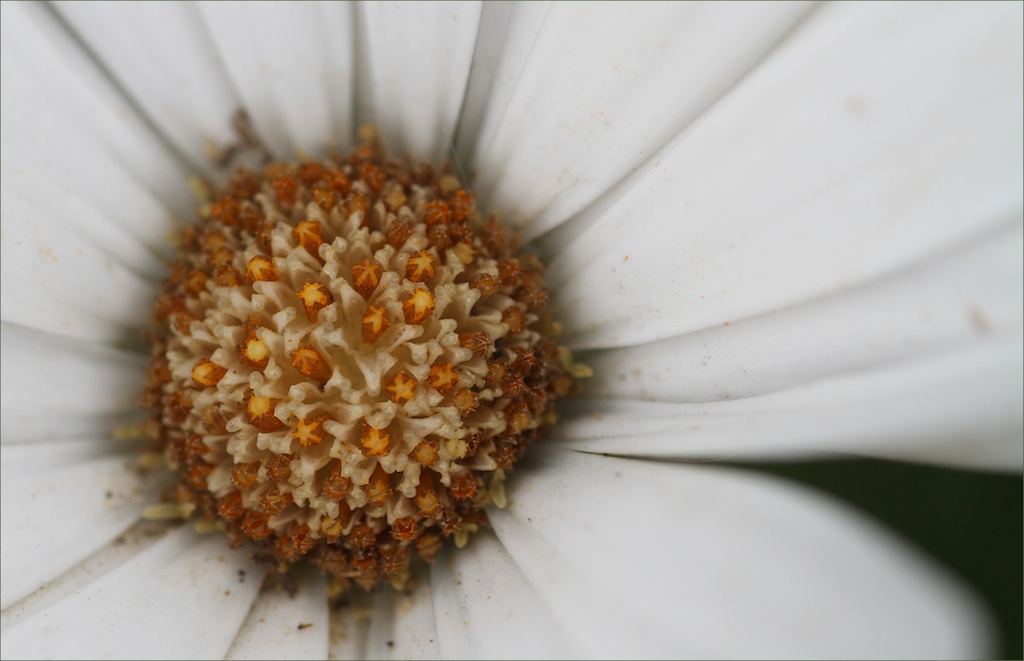 Ecrin lacté pour pistils 2