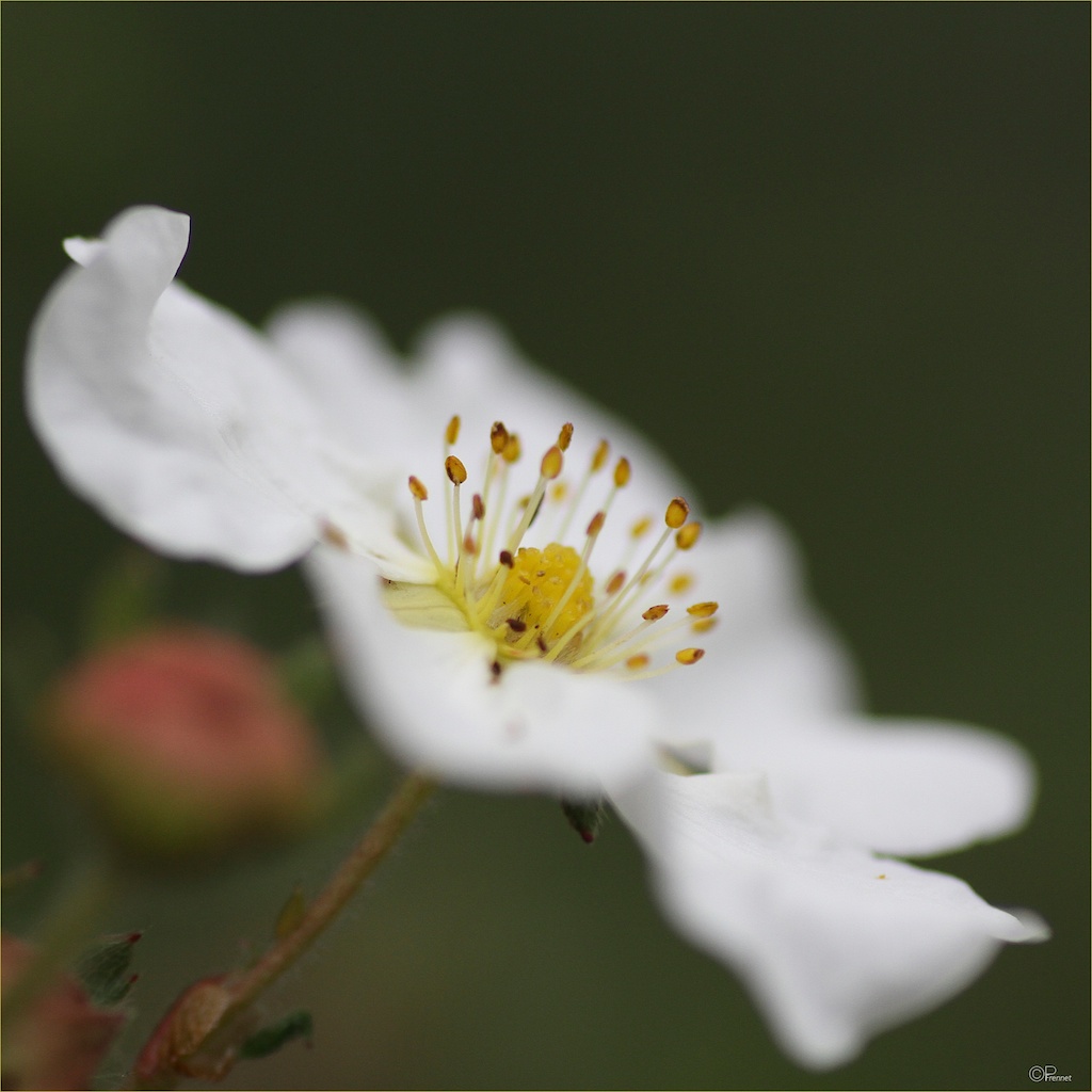 Ecrin lacté pour pistils