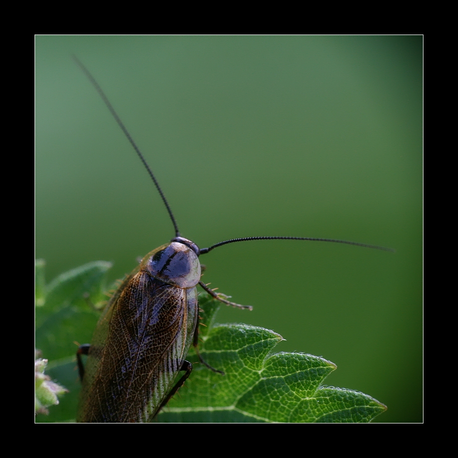 ectobius lapponicus Foto & Bild tiere, wildlife, insekten Bilder auf