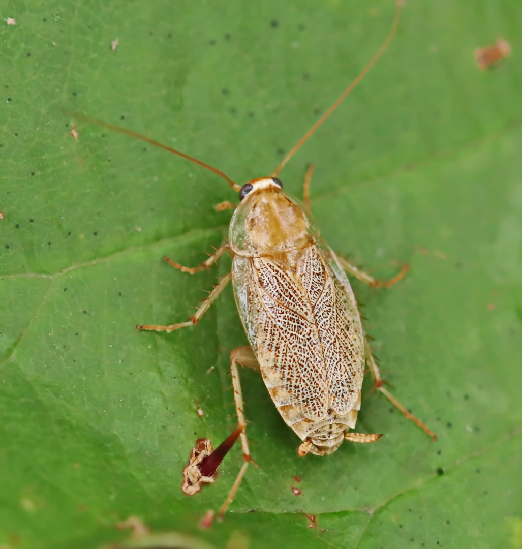 Ectobius pallidus Foto & Bild natur, insekten, tiere Bilder auf