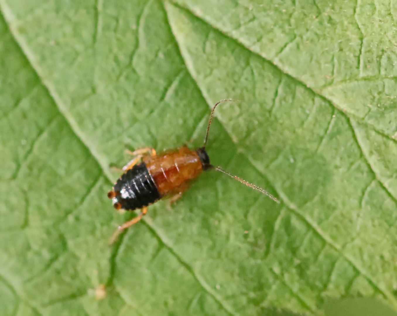 Ectobius sylvestris (Doku)