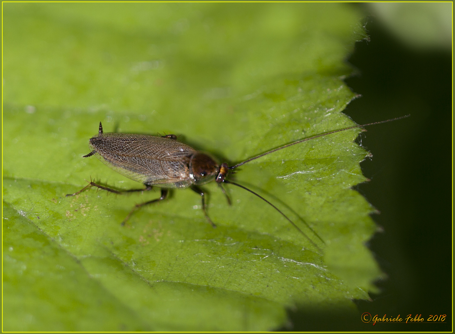 Ectobius sylvestris (Poda, 1761)