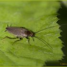 Ectobius sylvestris (Poda, 1761)