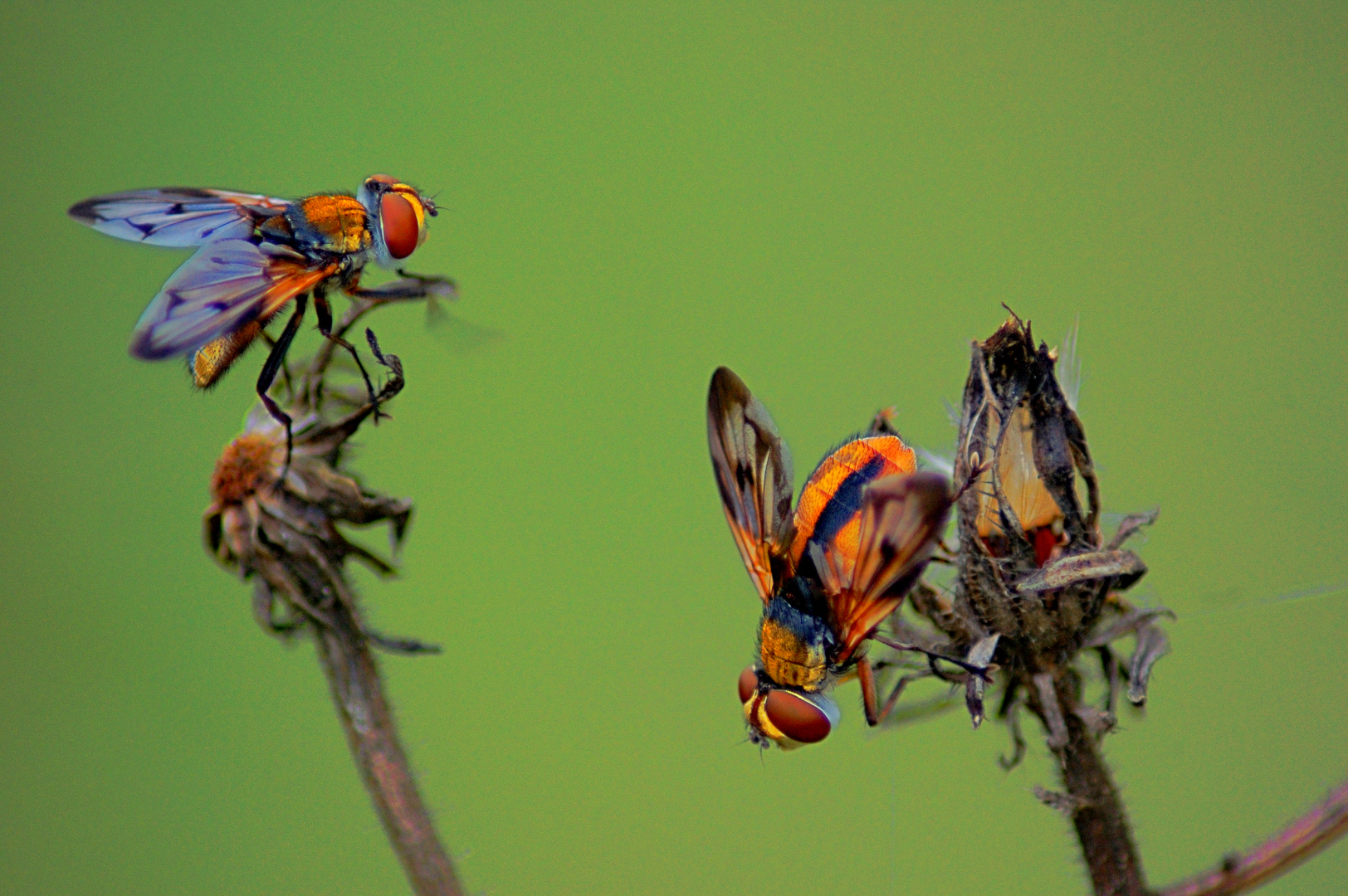 Ectophasia cf. crassipennis