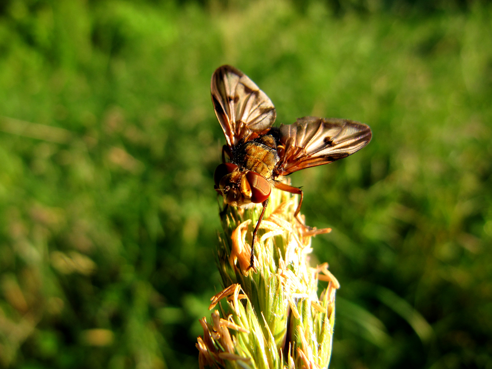 Ectophasia crassipennis