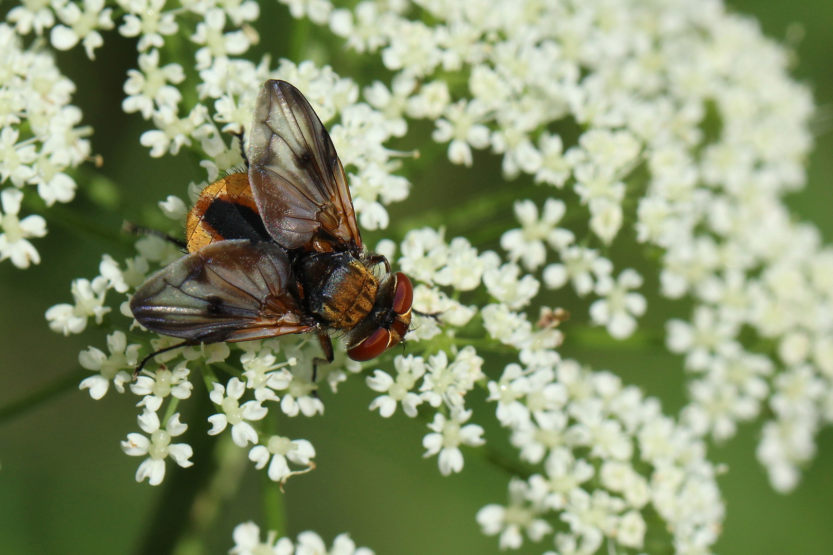 Ectophasia crassipennis