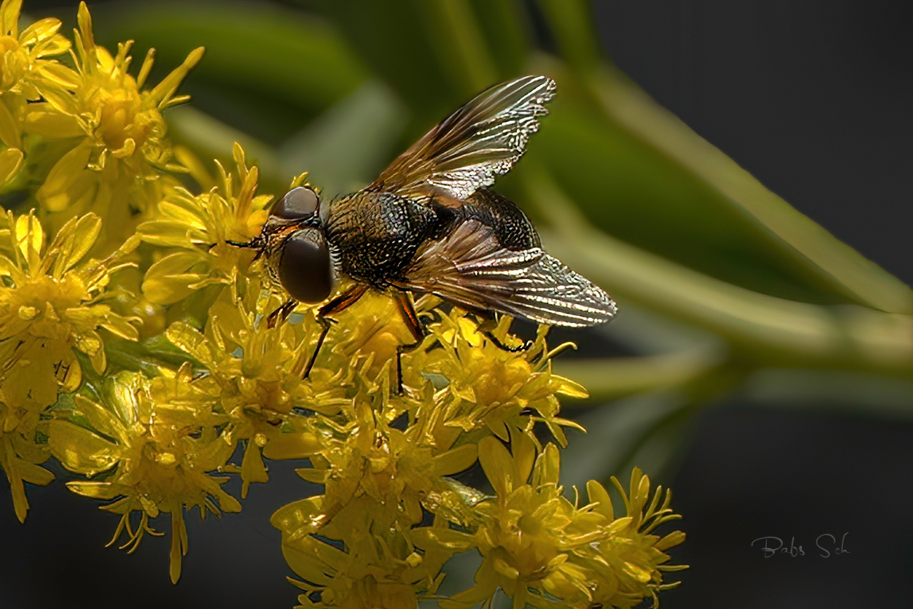 Ectophasia crassipennis oder