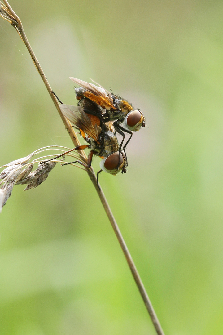 Ectophasia oblonga