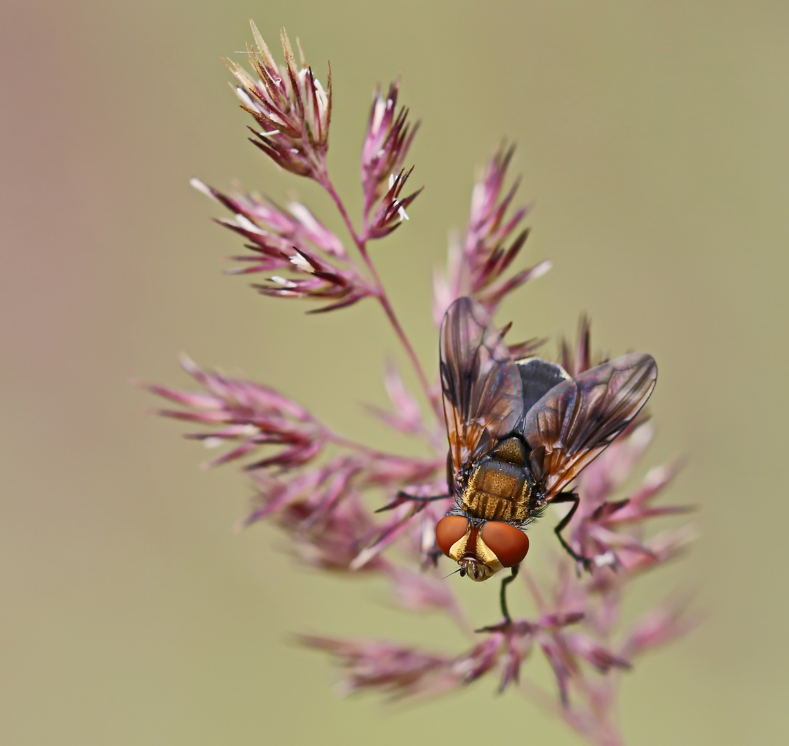 Ectophasia oblonga