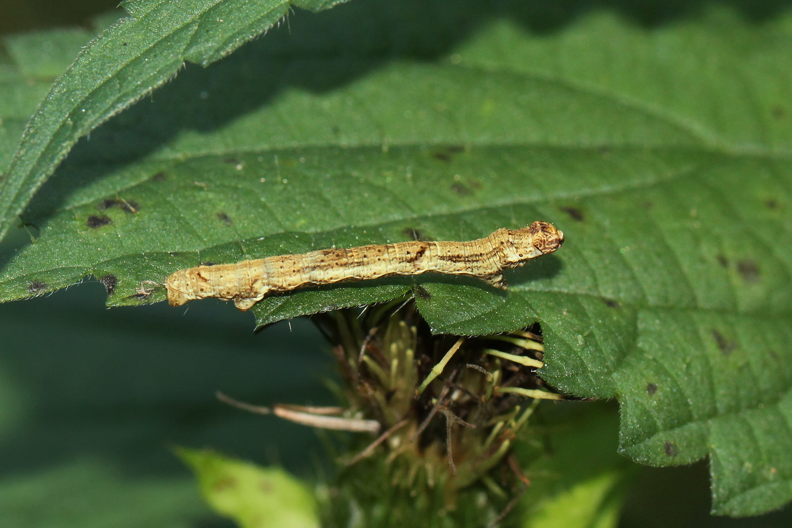 Ectropis crepuscularia