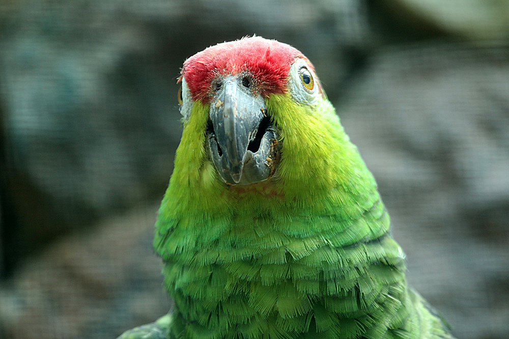 Ecuador Amazone