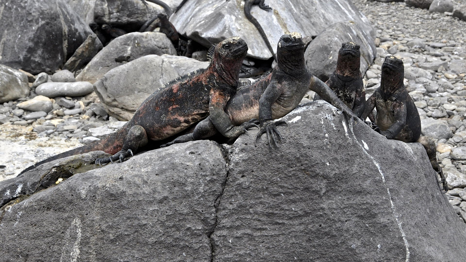 ECUADOR - Galapagos