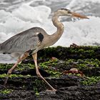 Ecuador - Galapagos