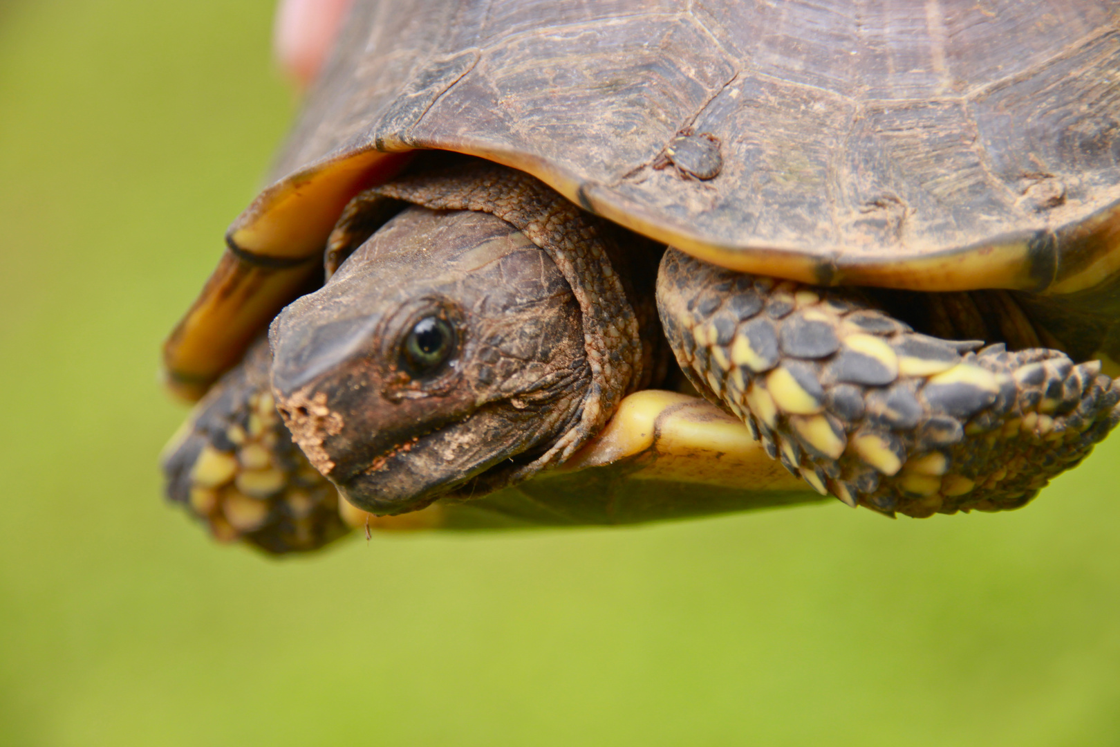 Ecuador - Tortue marine