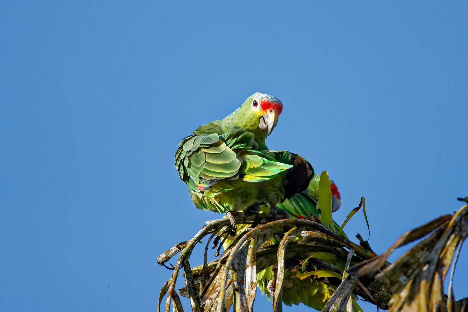 Ecuadoramazone