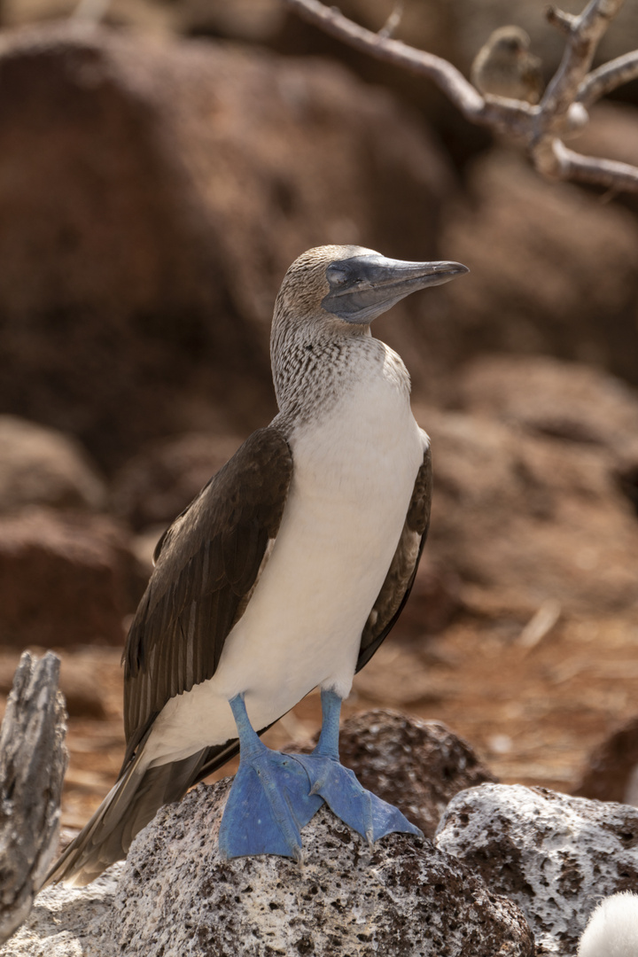 Ecuador_Blaufusstölpel