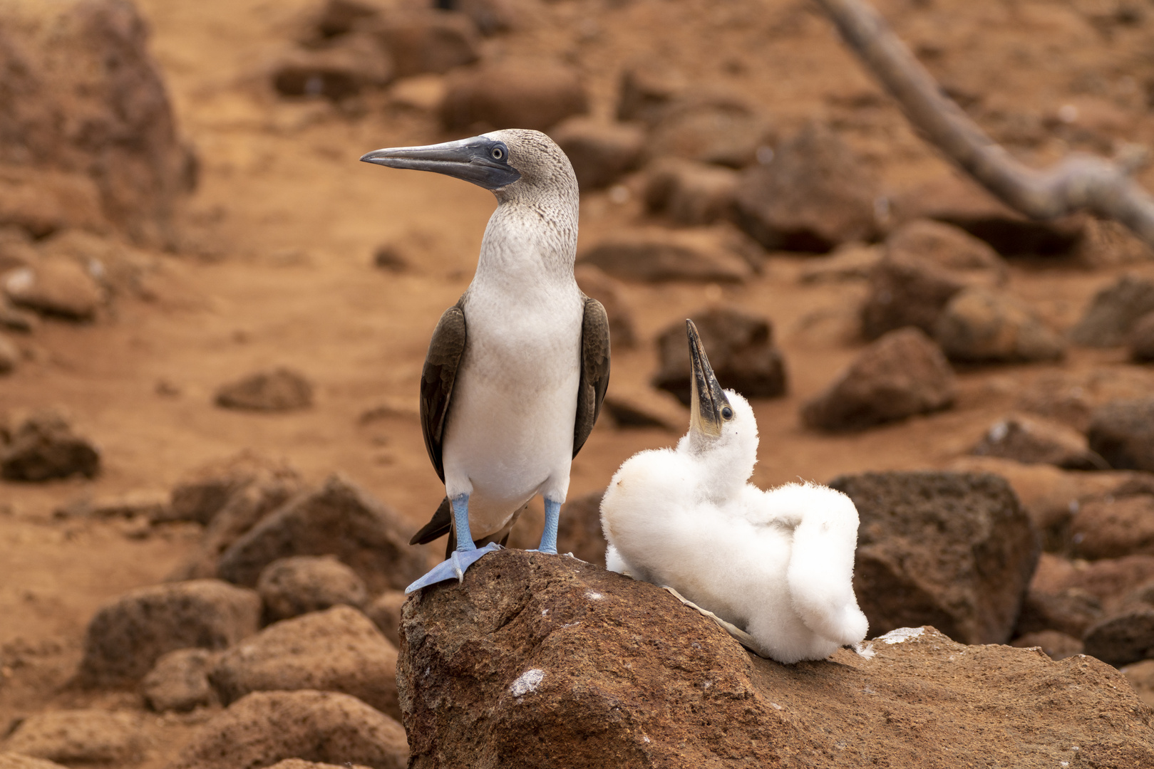 Ecuador_Galapagos