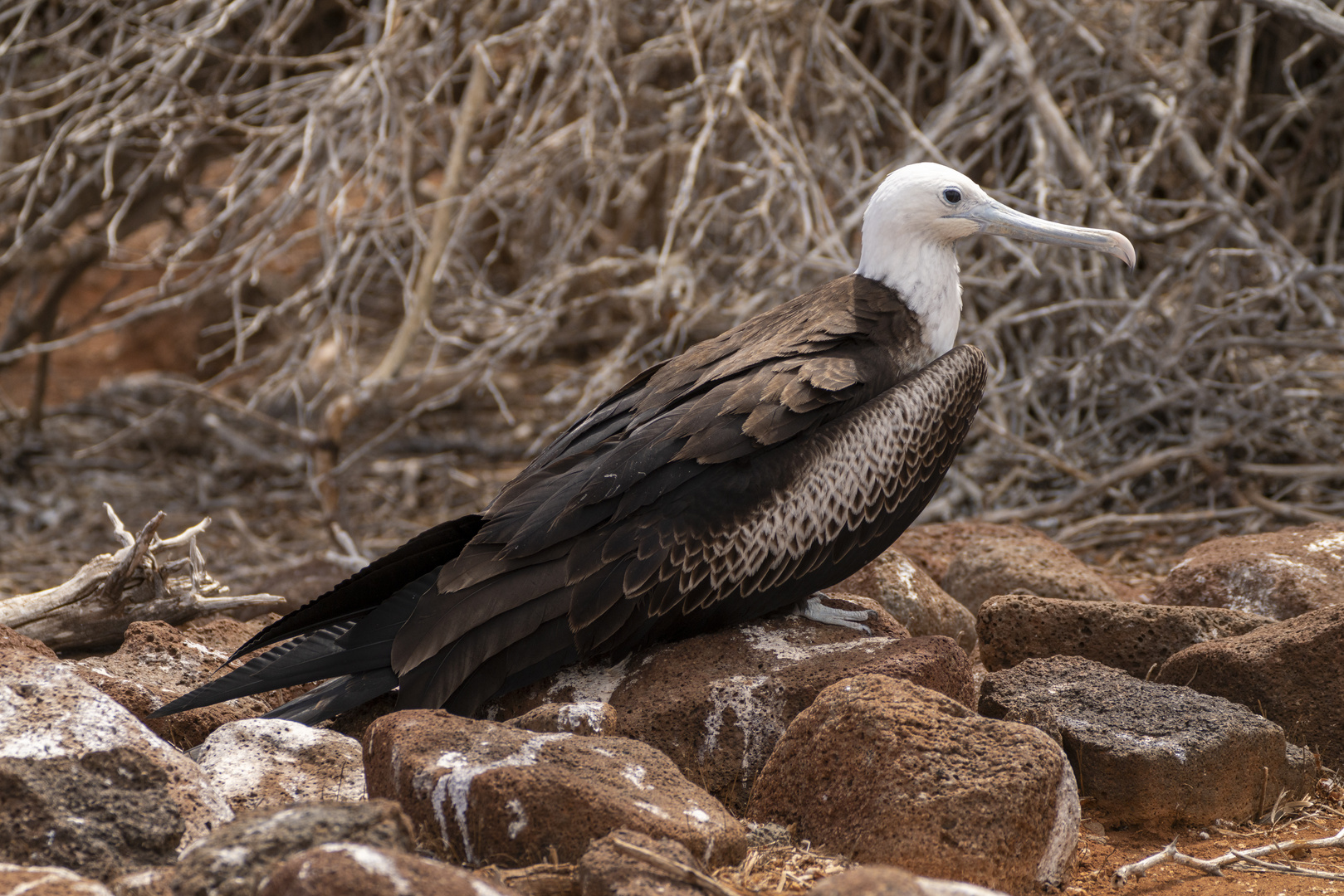 Ecuador_Galapagos