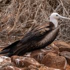 Ecuador_Galapagos