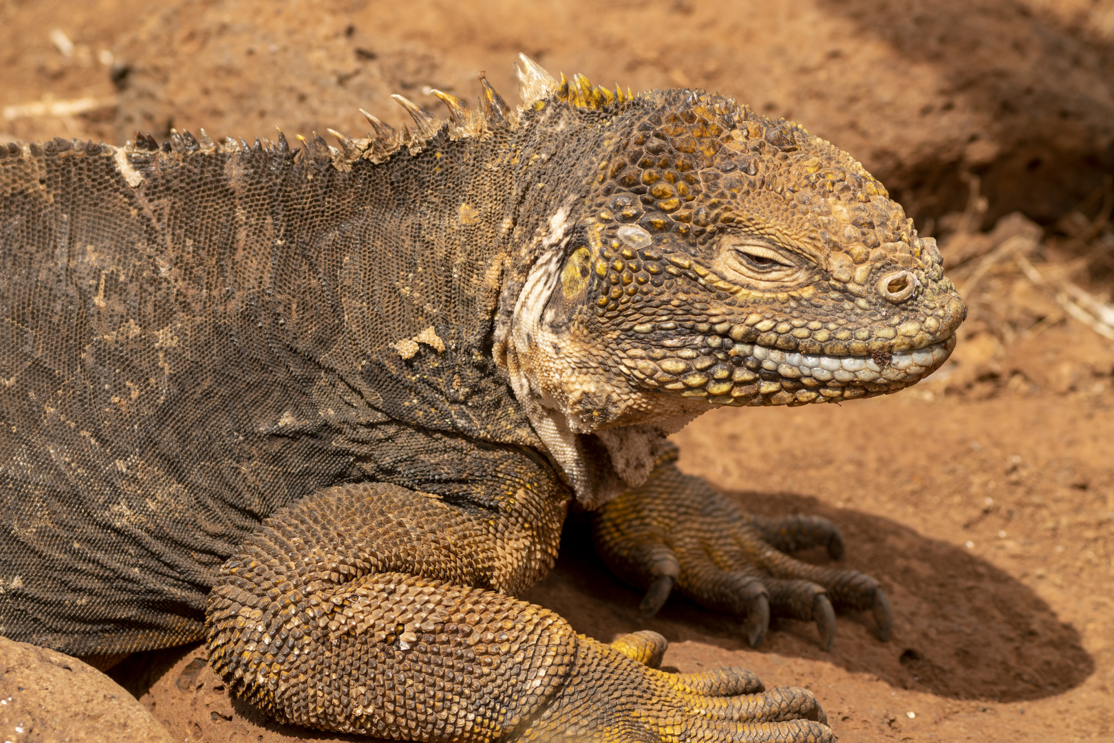 Ecuador_Galapagos_Echsen