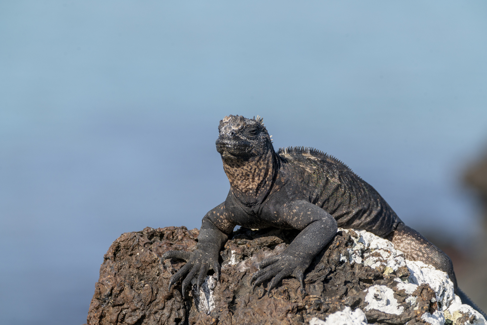 Ecuador_Galapagos_Echsen