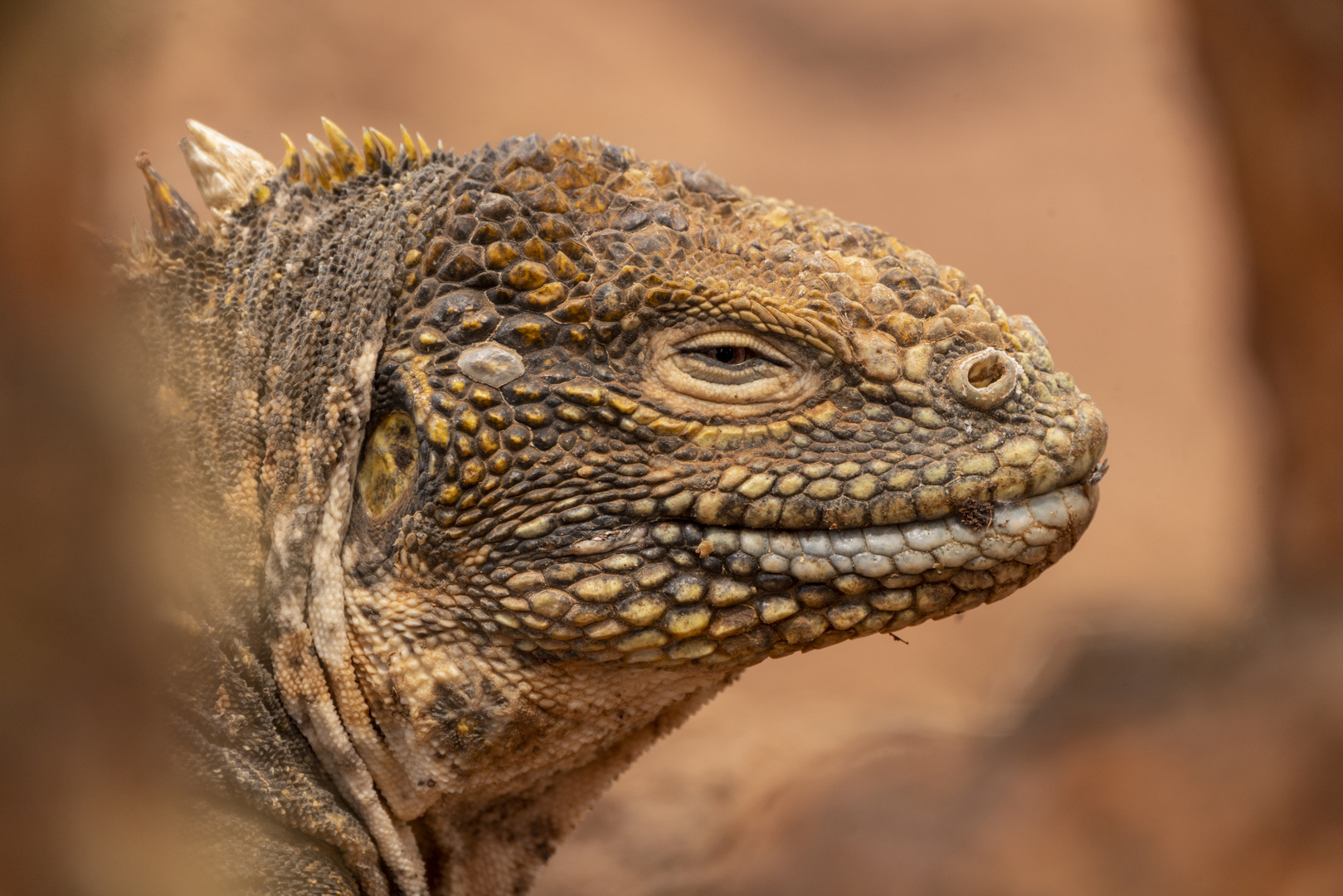 Ecuador_Galapagos_Echsen Foto & Bild south america, tiere, wildlife