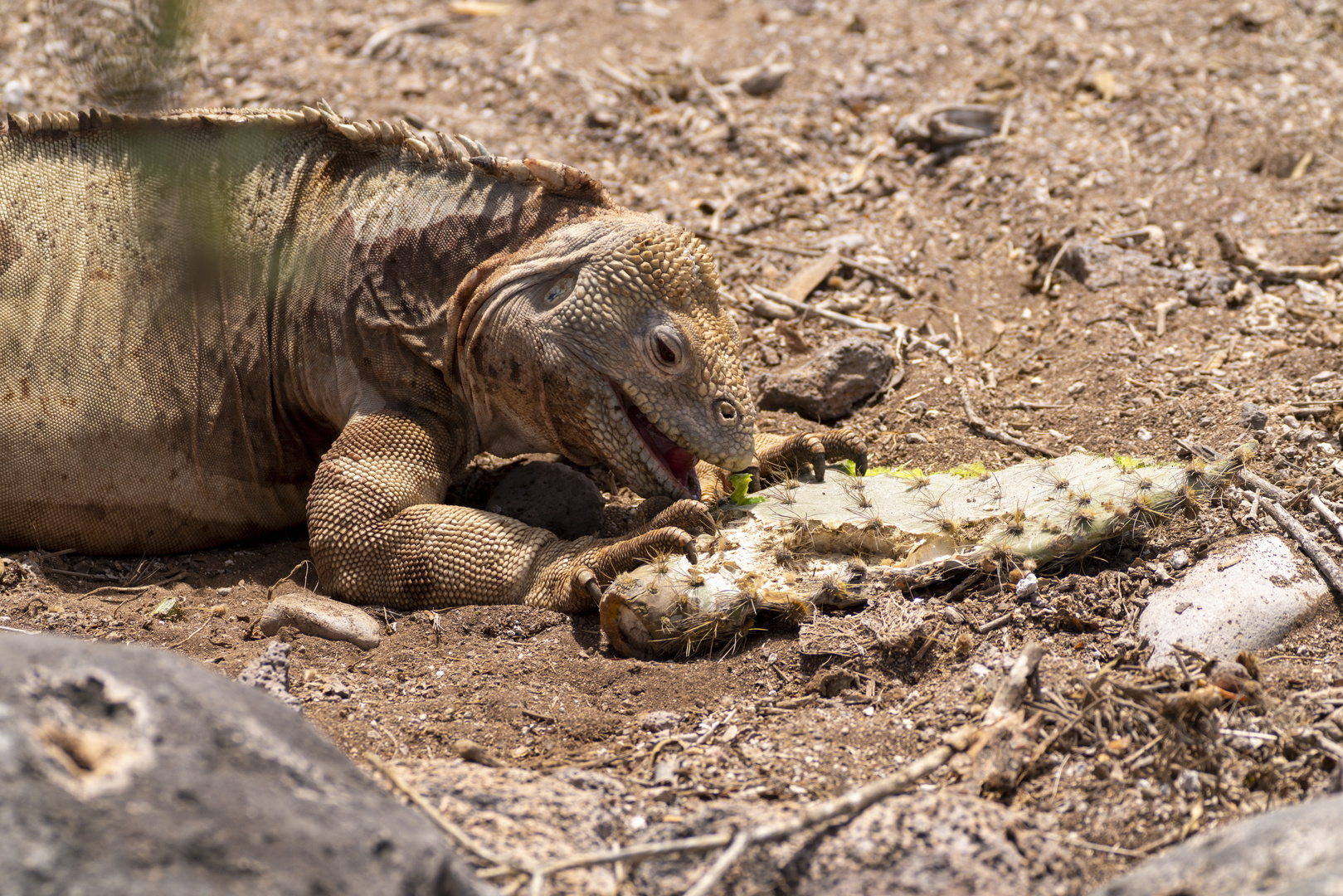 Ecuador_Galapagos_Echsen Foto & Bild south america, tiere, wildlife