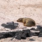 Ecuador_Galapagos_FC