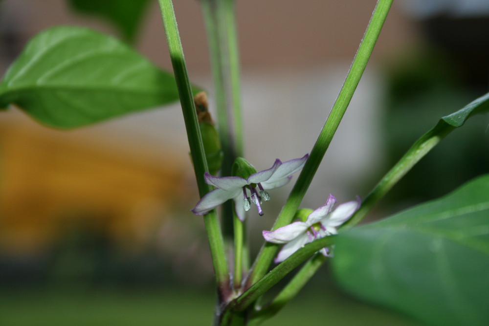 Ecuadorian Purple