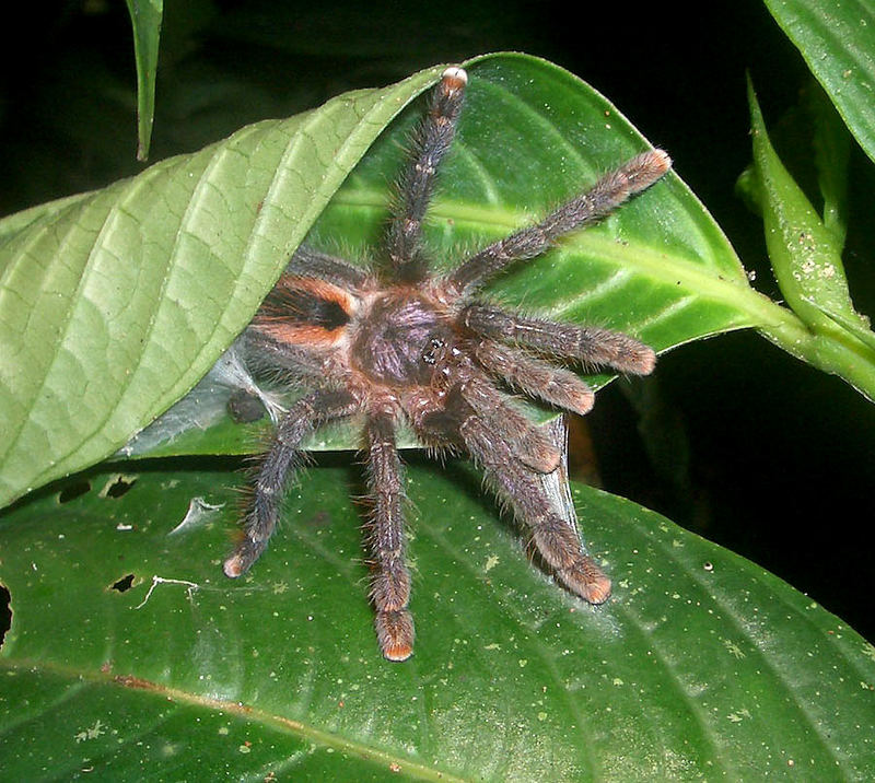 ecuadorianische Vogelspinne