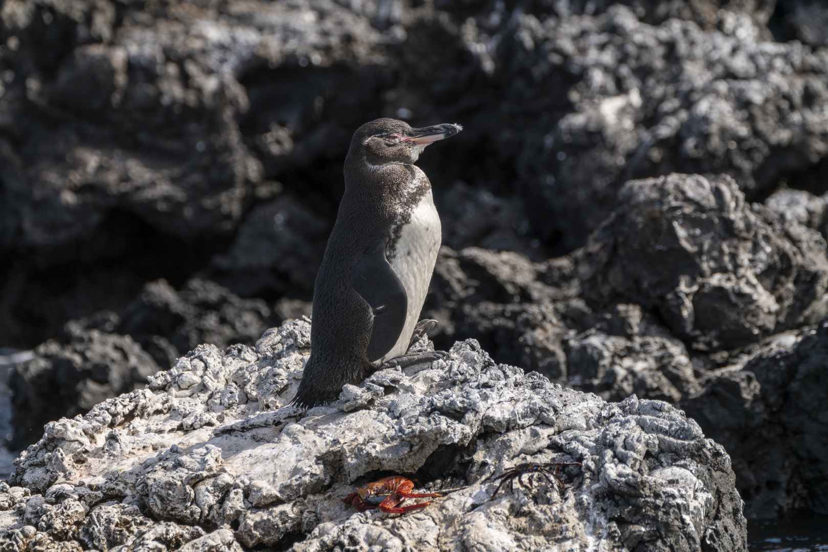 Ecudaor_Pinguin