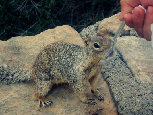 écureil au grand canyone
