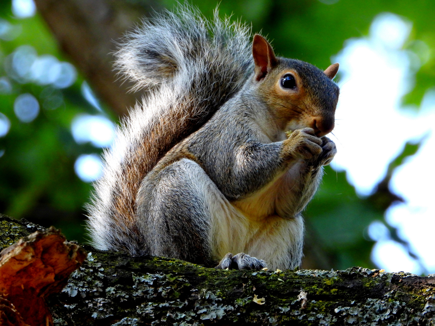 Ecureuil à Hyde Park, Londres.