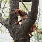 ecureuil carcassonnais