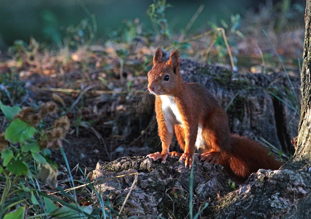 ECUREUIL dans la lumiere du matin