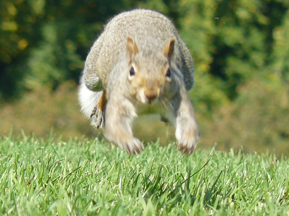 écureuil dans les plaines d'Abraham