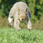 écureuil dans les plaines d'Abraham