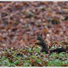 Ecureuil d'automne