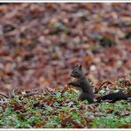 Ecureuil d'automne