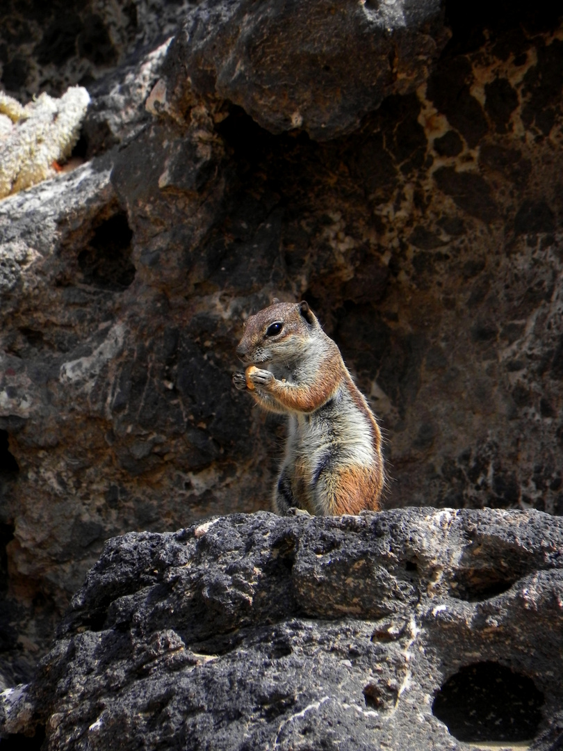 Ecureuil Fuerteventura