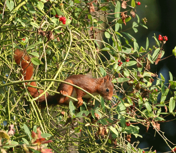 Ecureuil roux