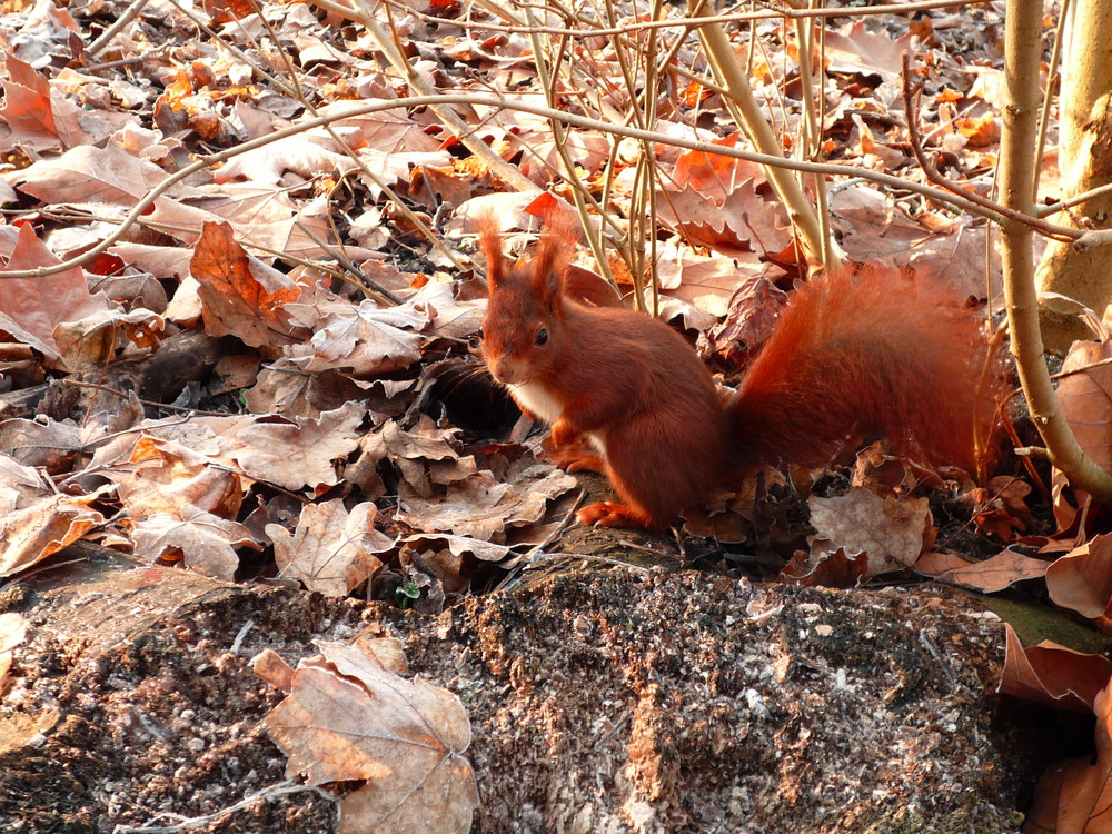 Ecureuil roux dans les bois